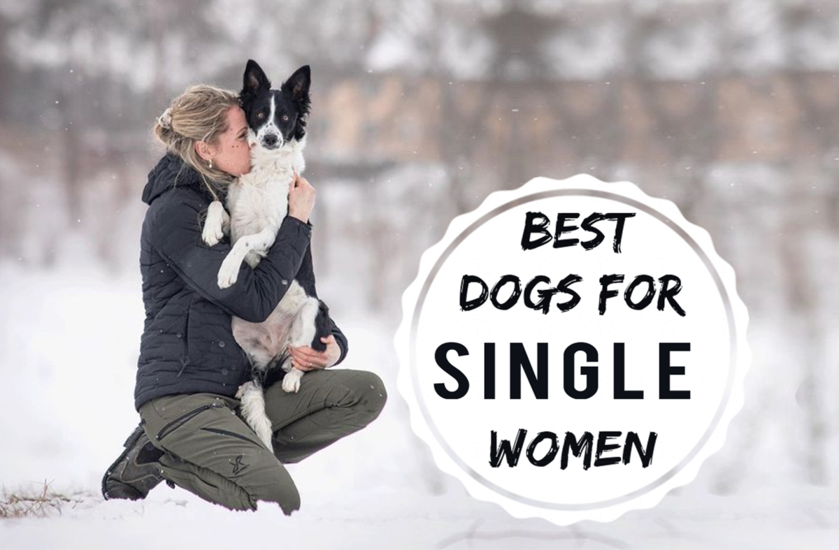 11 Best Companion Dogs for Single Women Living Alone