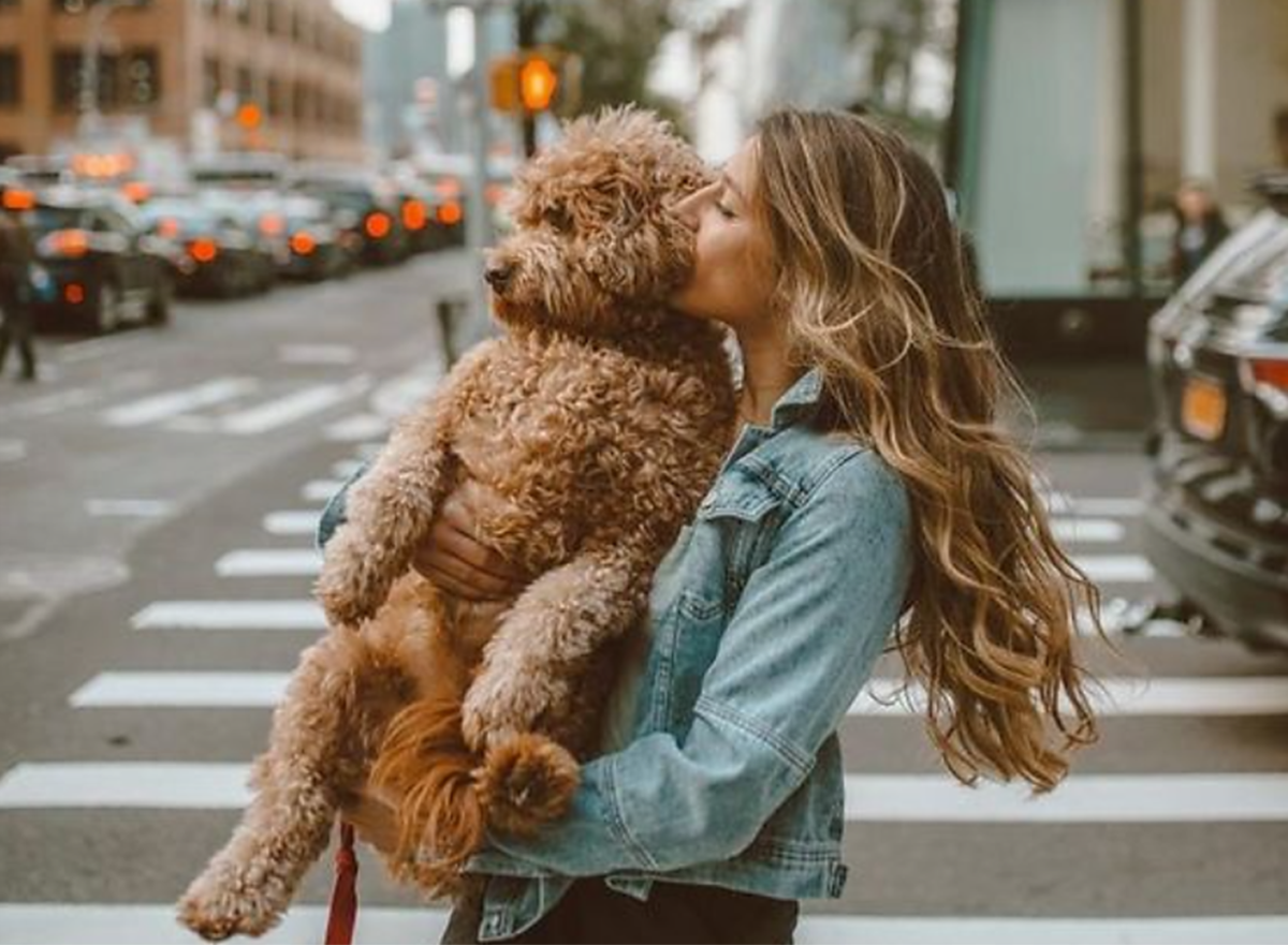 11 Best Companion Dogs for Single Women Living Alone - HubPages