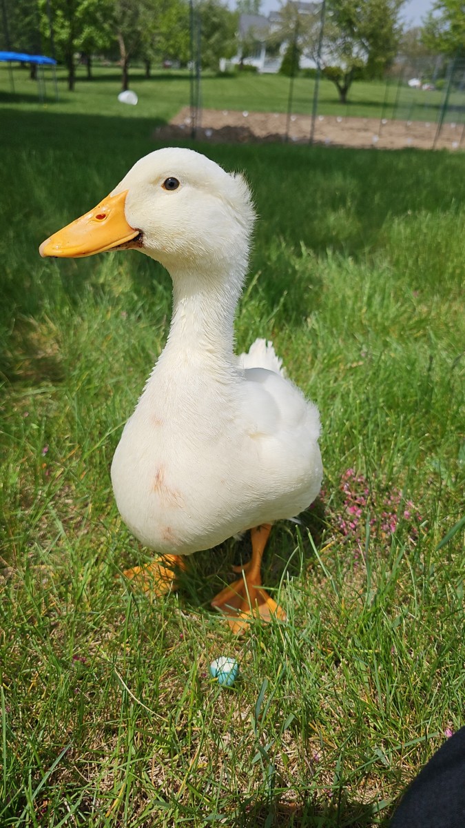 I Found a Stray Duck, Now What?
