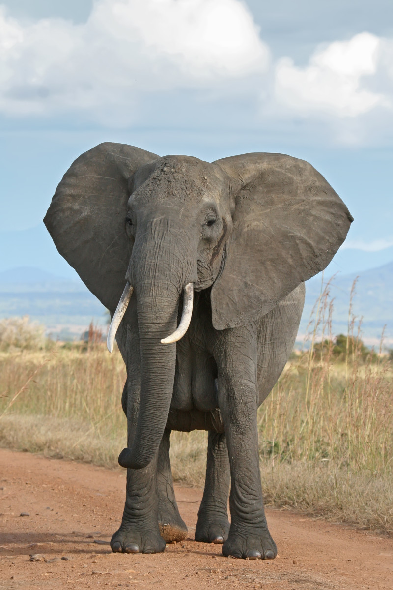 Ivory Anniversary: Saving Animals, Celebrating the Piano and Remembering a Special Pianist