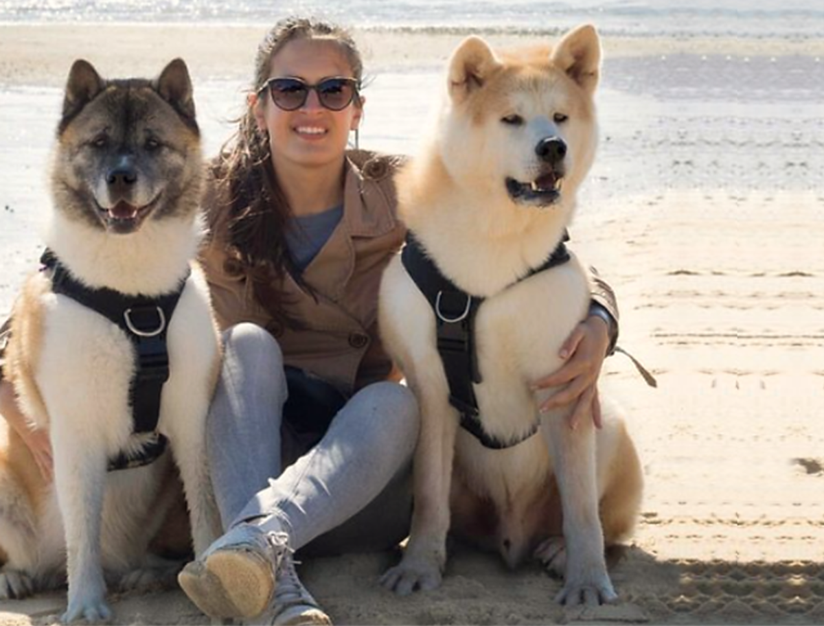 11 Best Personal Security & Protection Dogs For Single Living Women