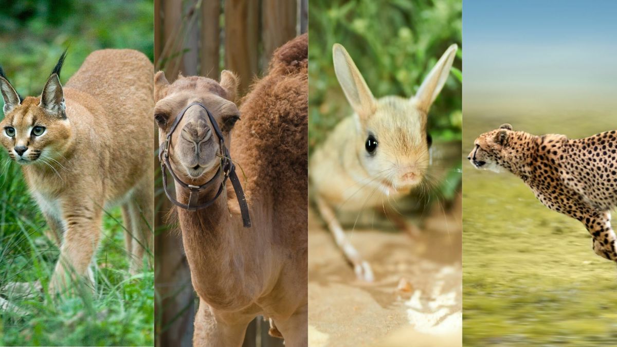 Caracals, dromedary camels, jerboas, and cheetahs are just four animals that have adapted to survive in the Saharah. 