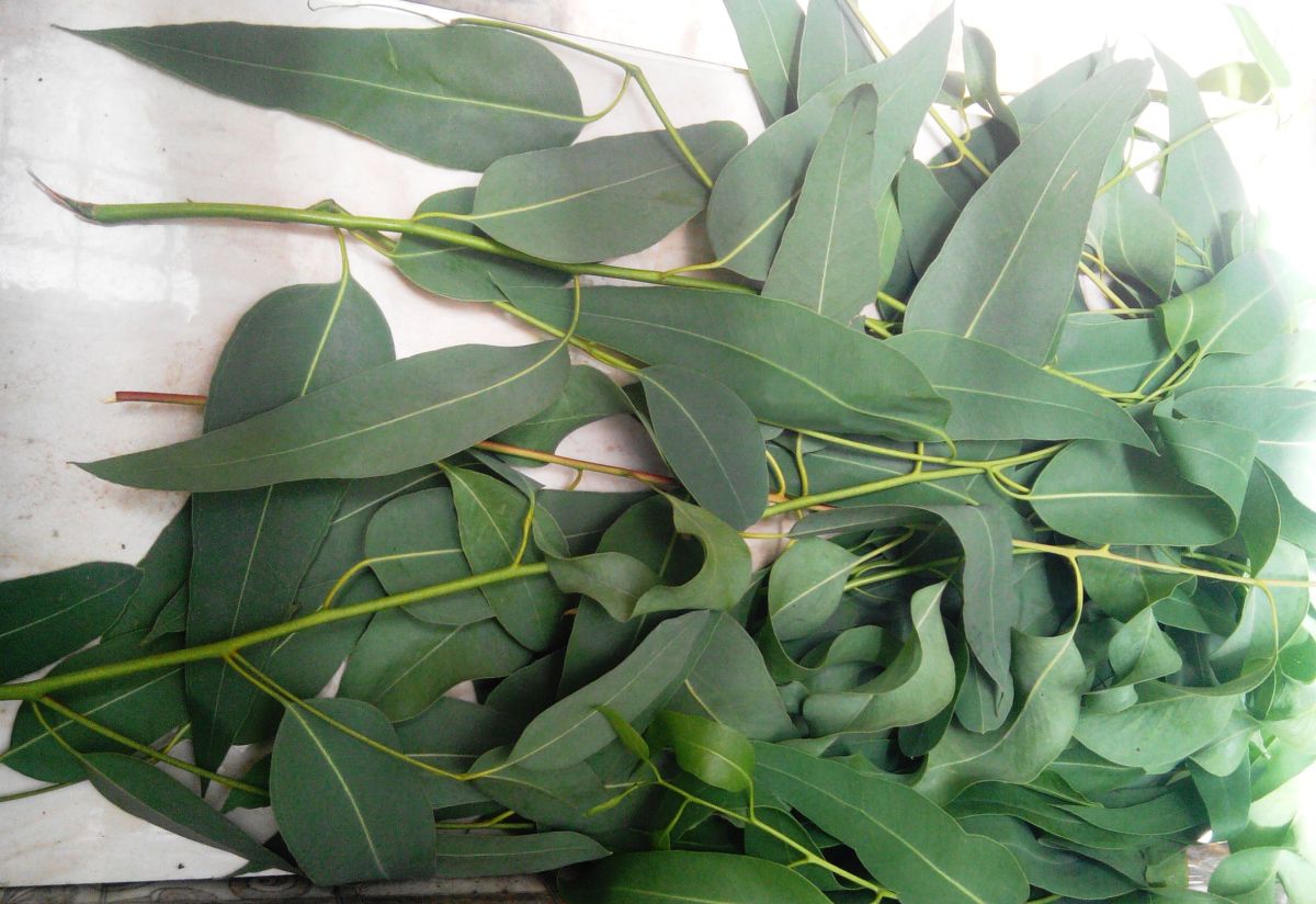 Top 10 Health Benefits of Eucalyptus Oil