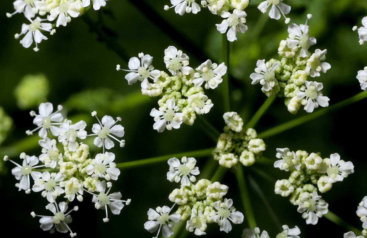 The Top 10 Deadliest Plants in the World Dengarden