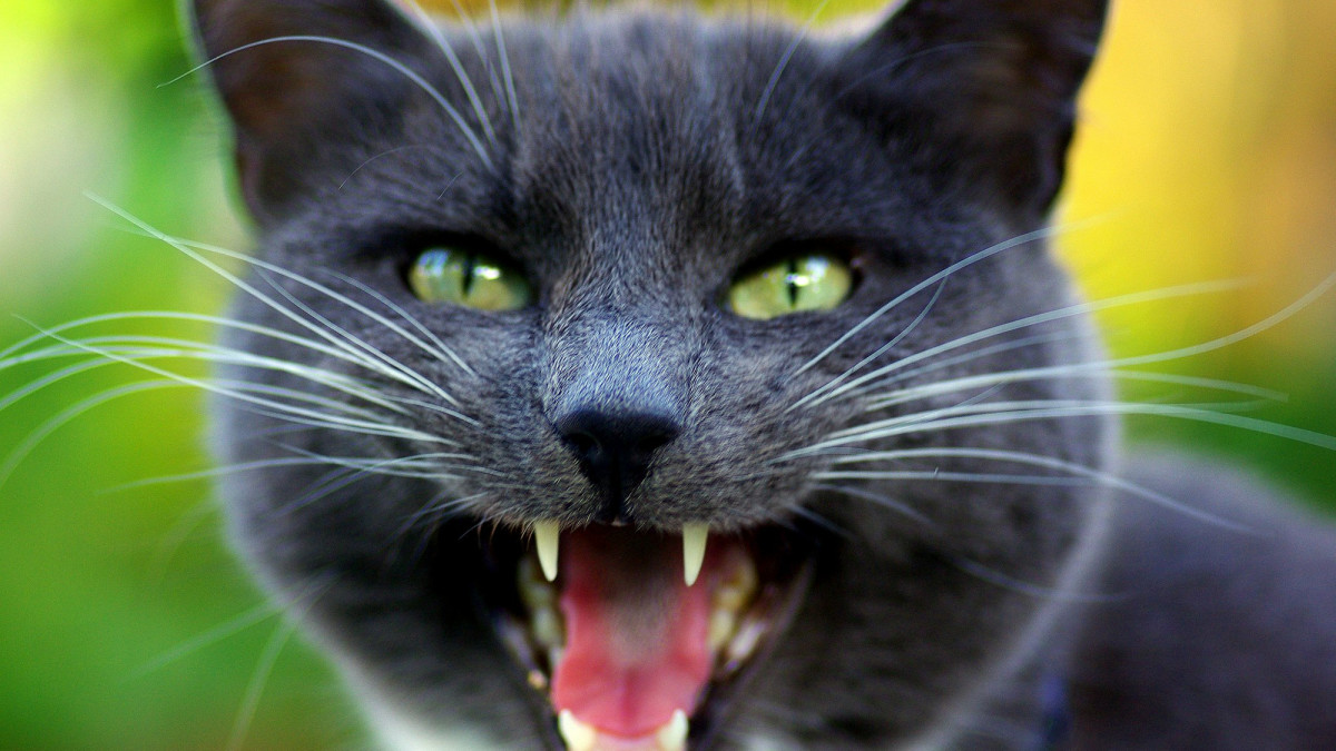50 Cat Idioms, Phrases, and Sayings