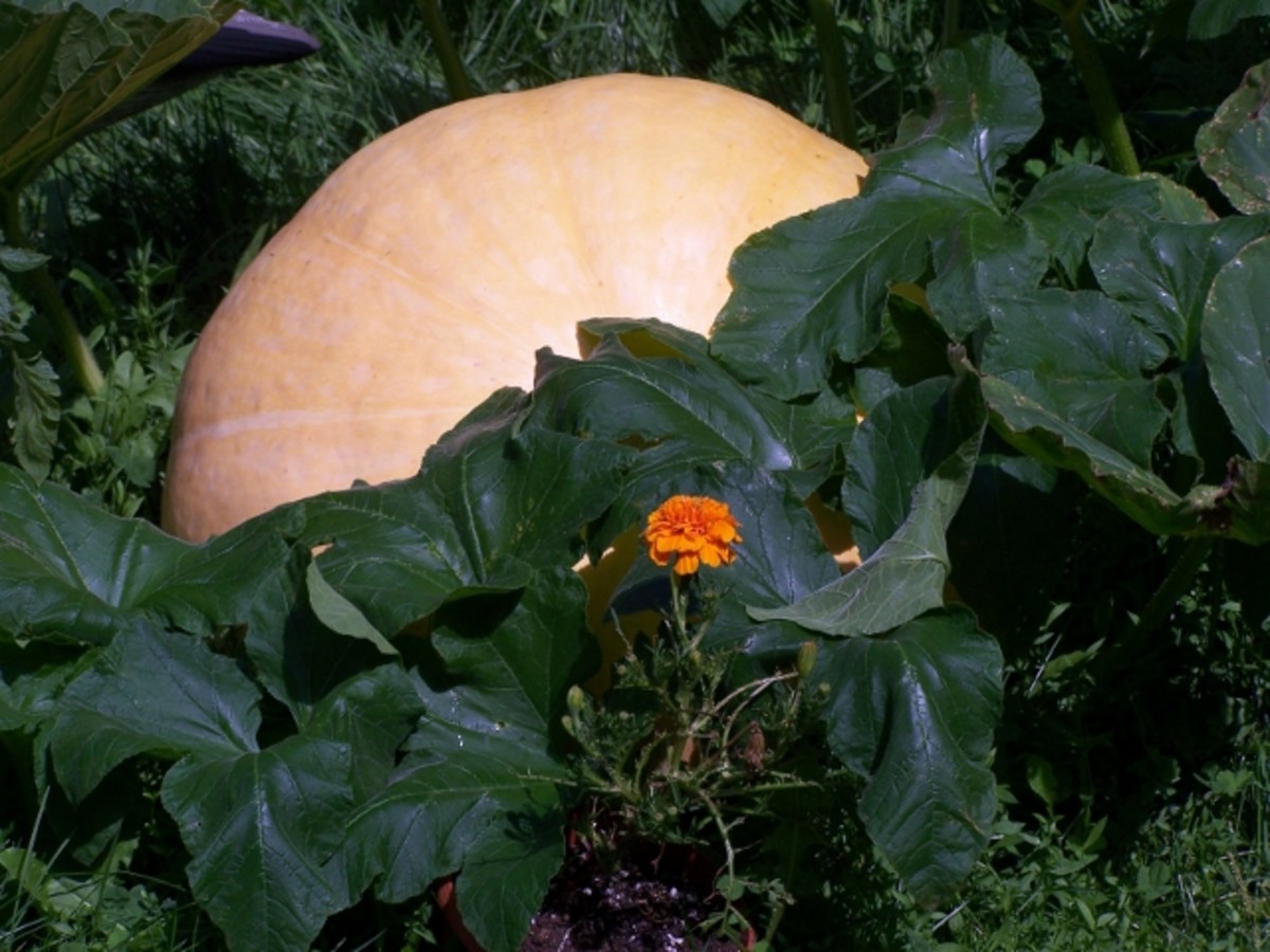 Pumpkin My Beautiful Country Garden