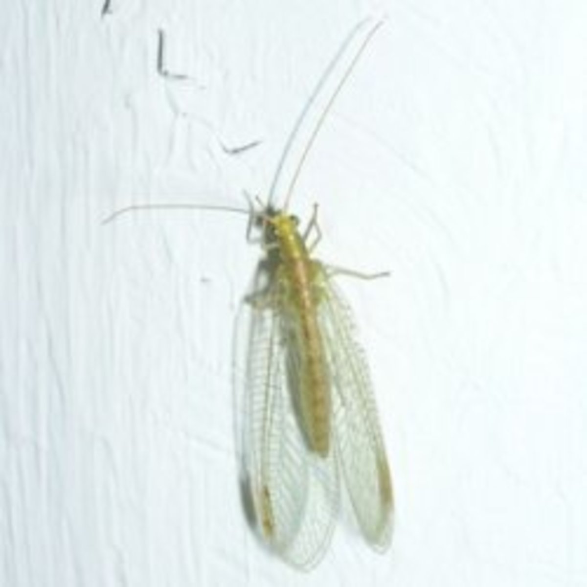 The Common Green Lacewing, Our Ally Against Aphids and Other Pests