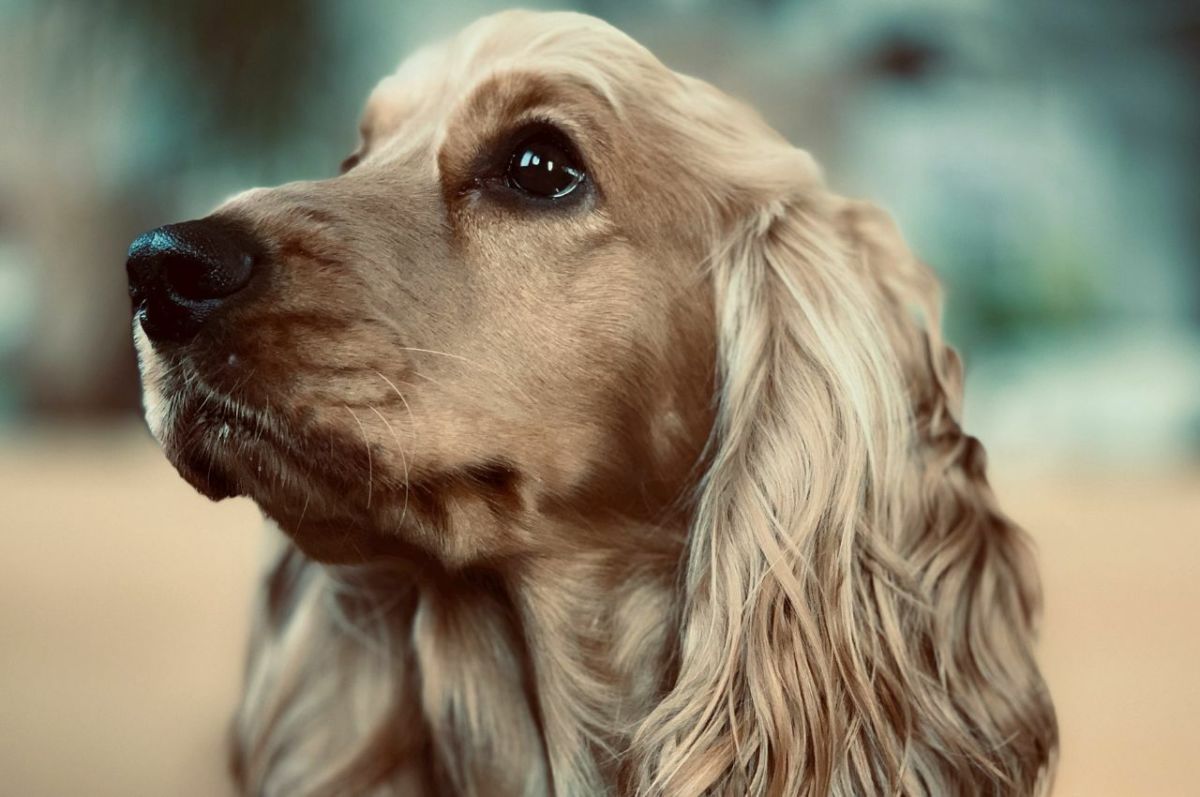 Find Your Perfect Spaniel: Unveiling Types & Characteristics