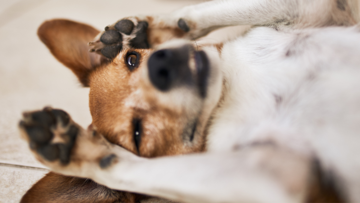 My Dog's Stomach Is Making Noises: 11 Causes and Solutions