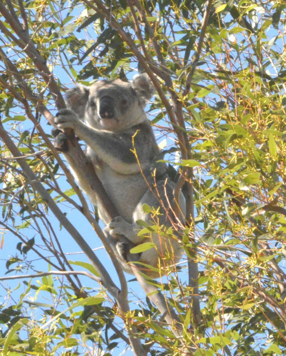 Interesting Facts and Photos of Australia's Cuddly Koalas in the Bush