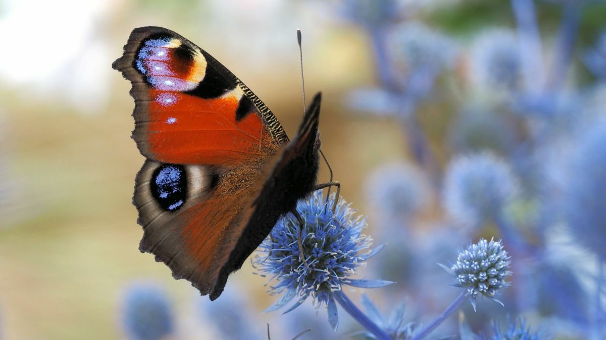 Top 9 Most Beautiful Butterflies in the World