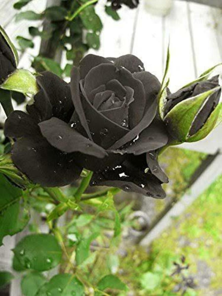 a love is BLACK ROSE