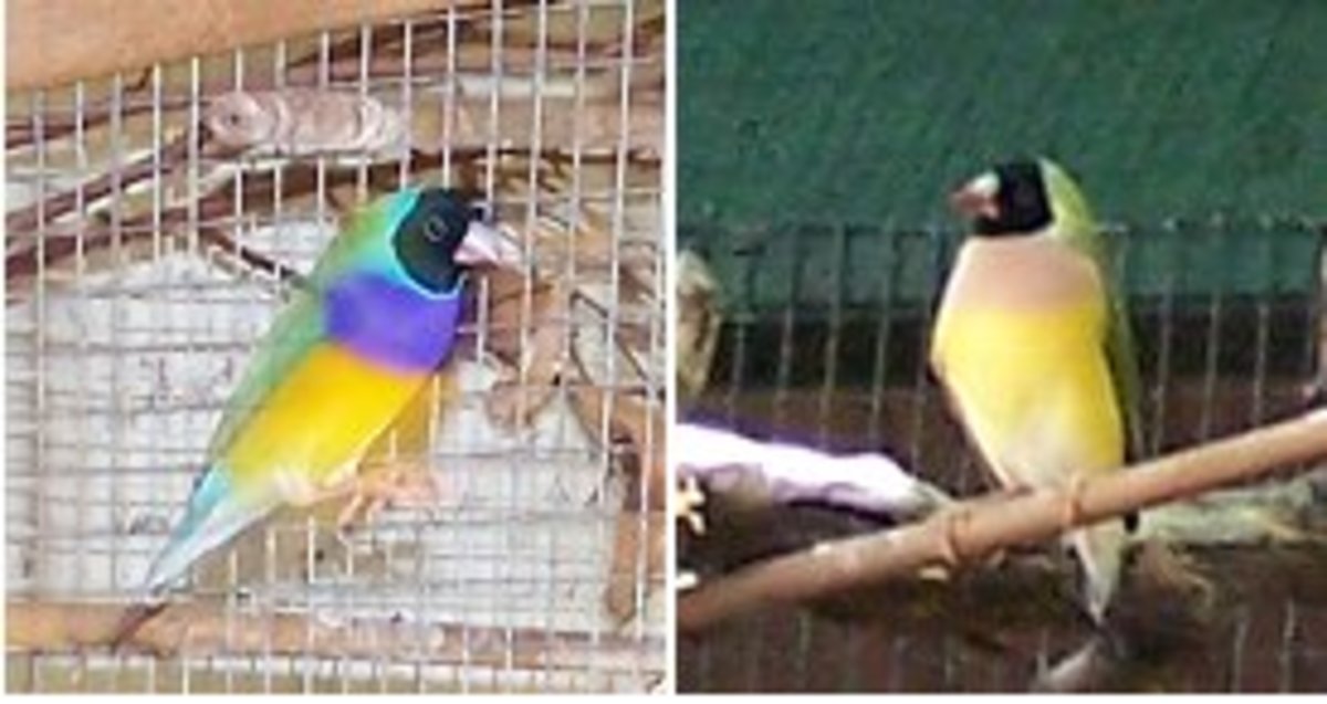 Breeding Finches- My Own Finches - HubPages