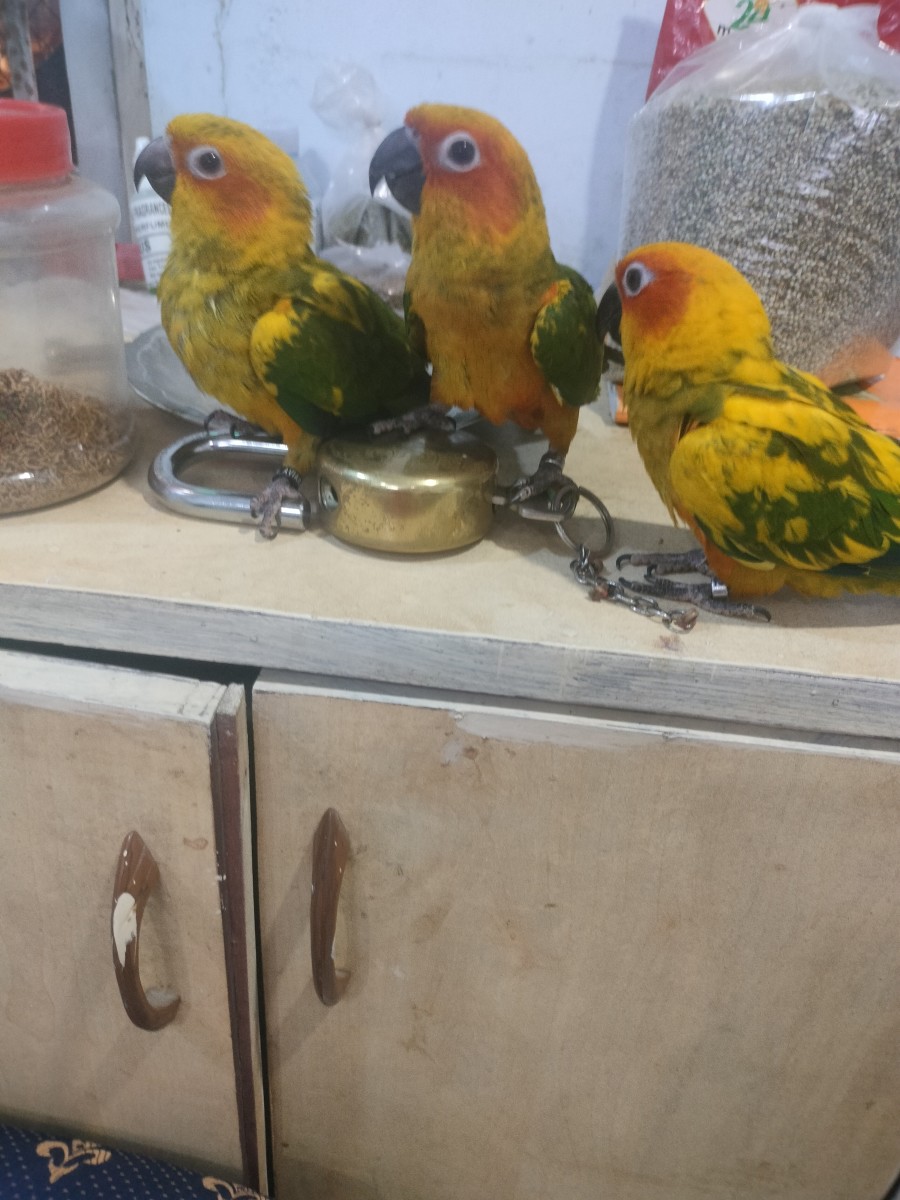 My Sun Conure Parrots
