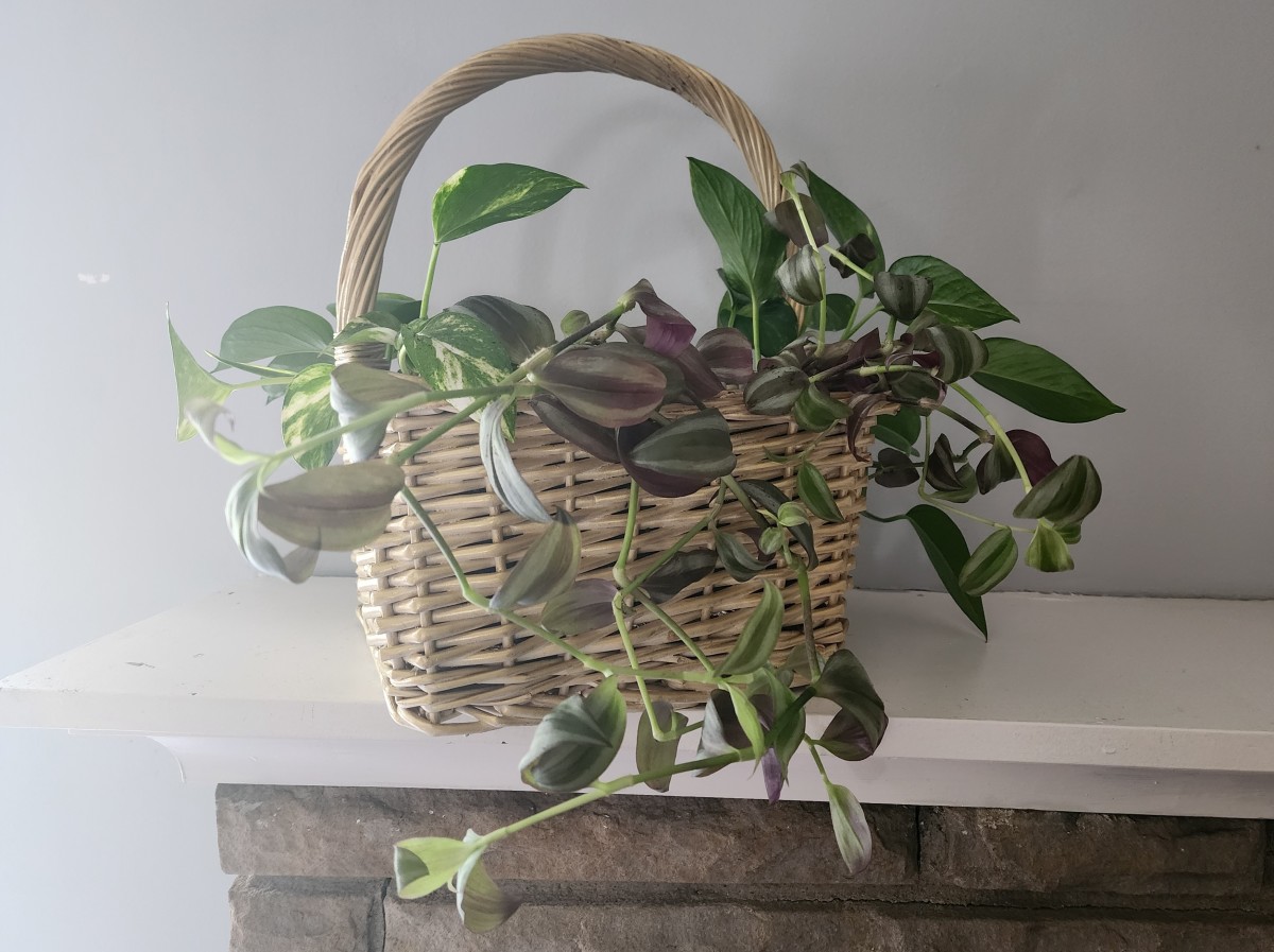 How to Transform an Old Basket Into a Beautiful Planter