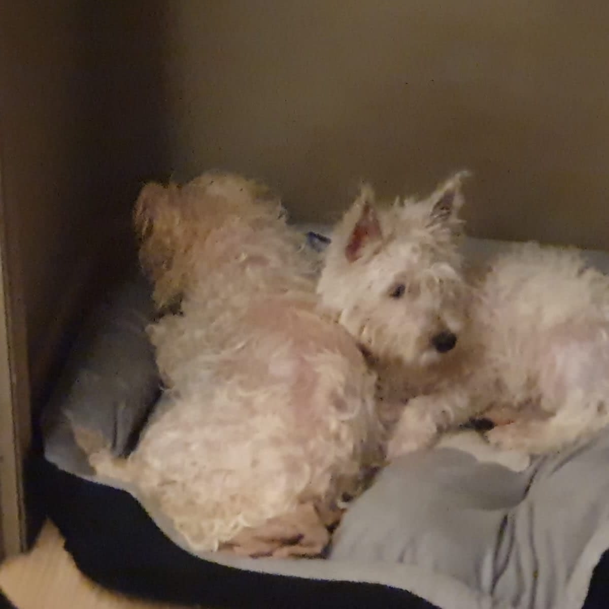 How to Train A Dog Not To Jump on Strangers HubPages