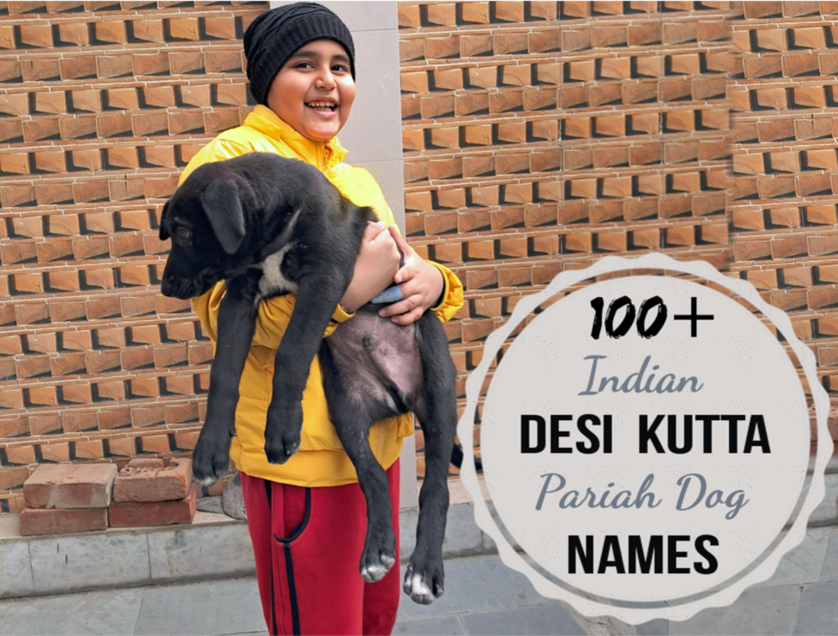100+ Indian Desi (Indie) or Pariah Dog Names With Meanings