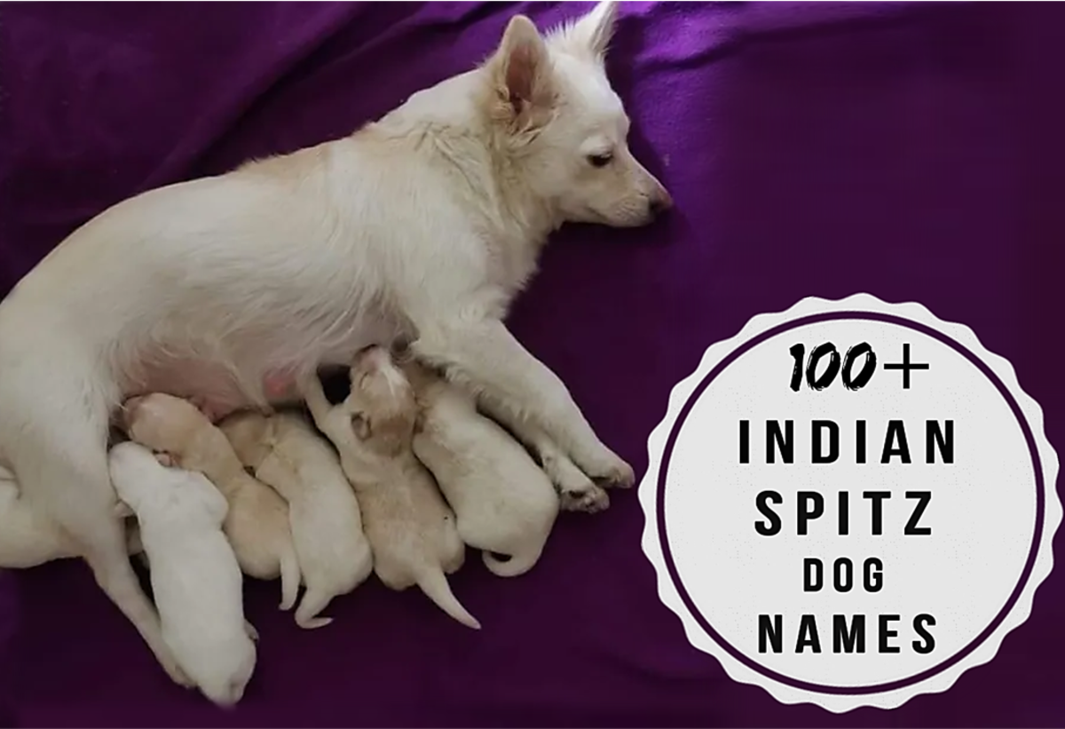 100+ Indian Spitz Dog Names With Meanings