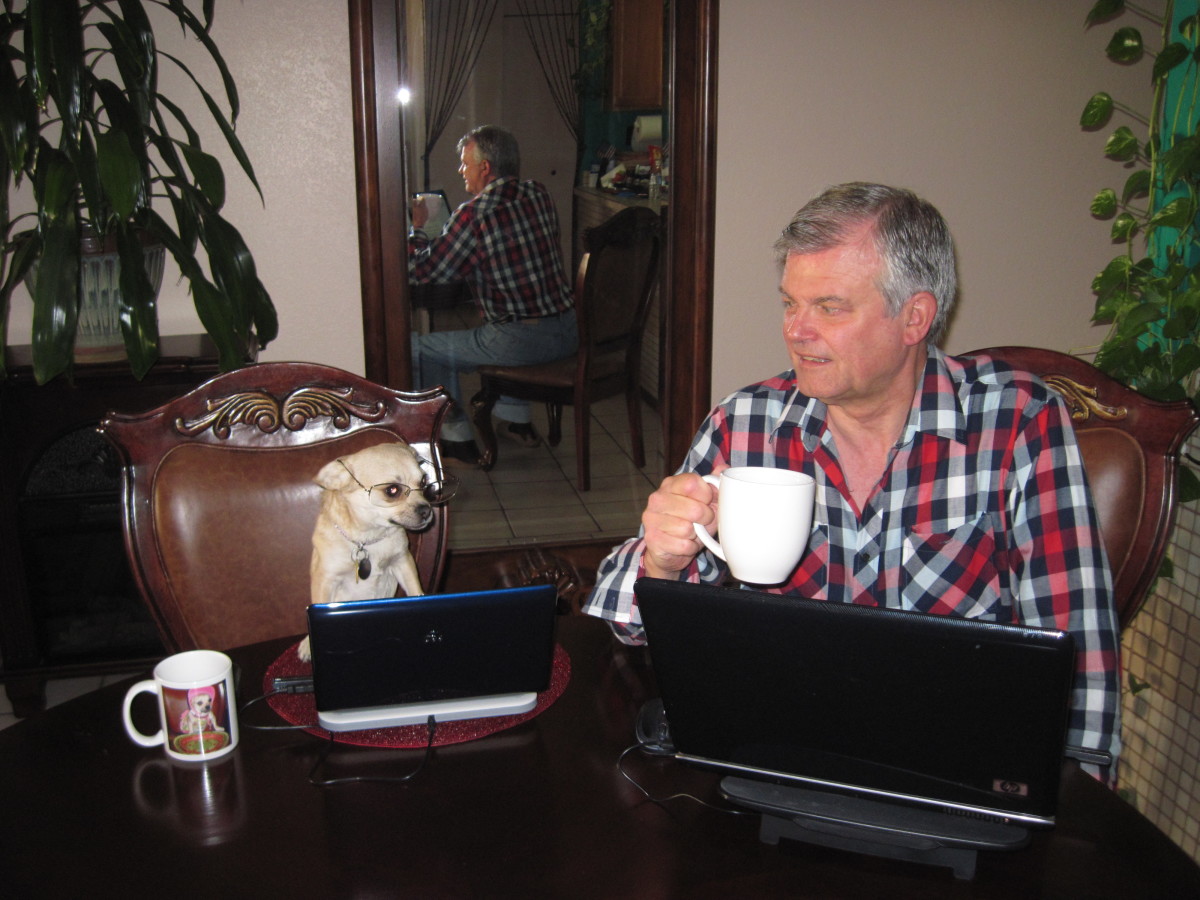 My chihuahua assistant, Chika, and I trying to write and publish 30 Hubs in 30 Days 