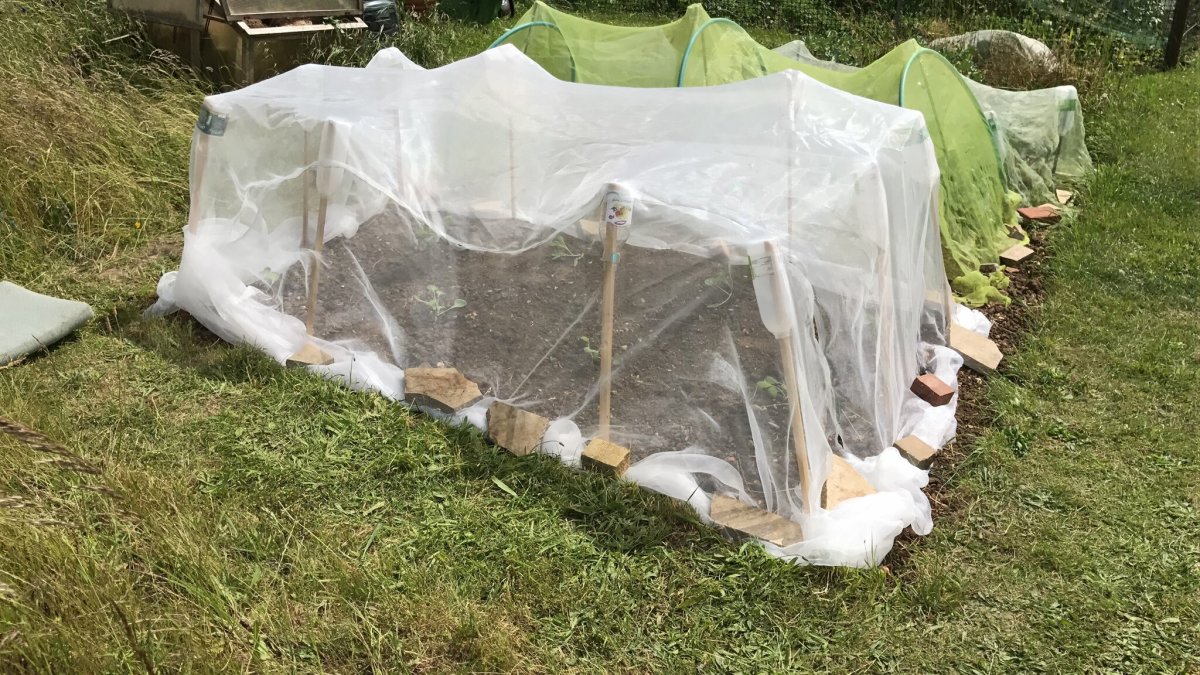 5 PetFriendly, Organic Ways to Deter Carrot Fly Dengarden