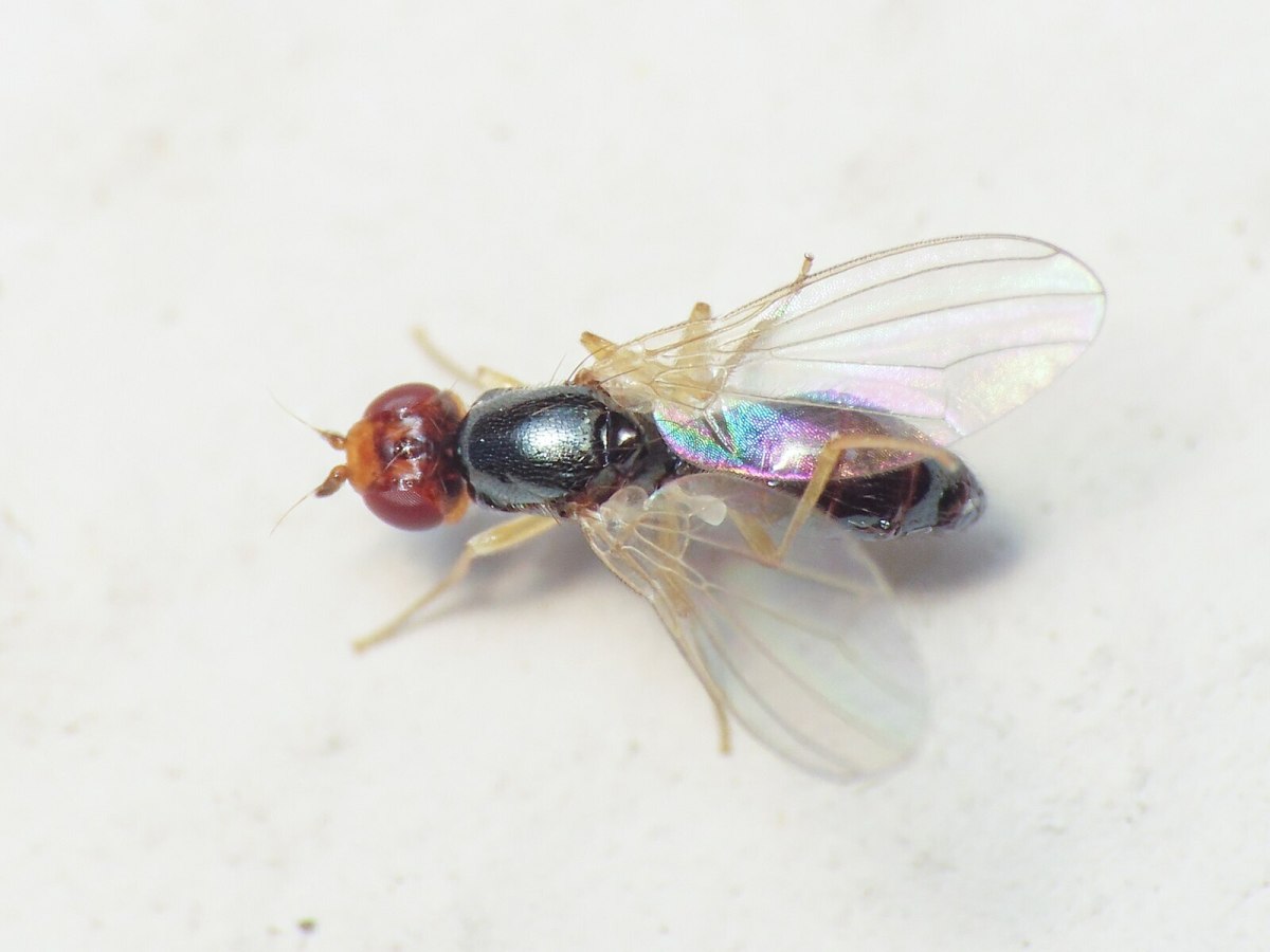 5 PetFriendly, Organic Ways to Deter Carrot Fly Dengarden