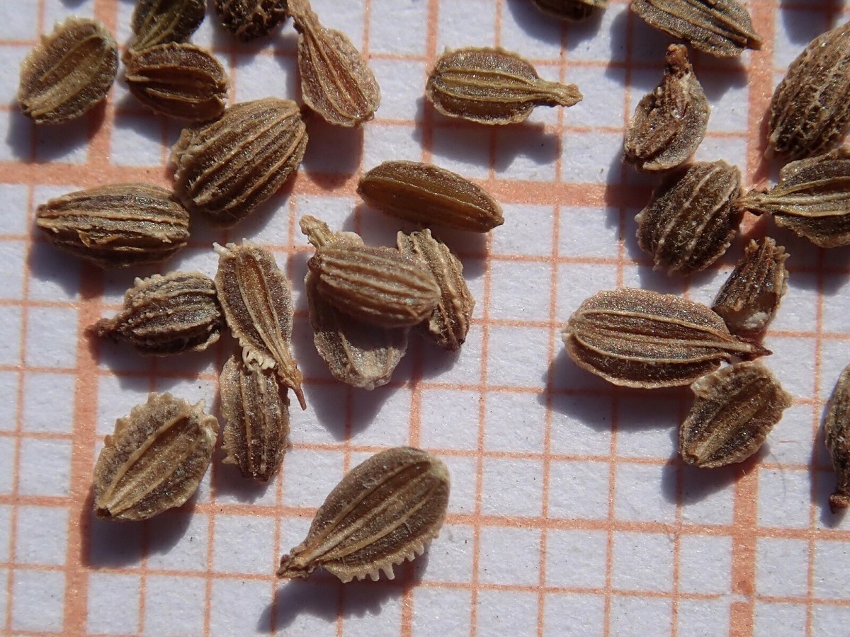 5 PetFriendly, Organic Ways to Deter Carrot Fly Dengarden