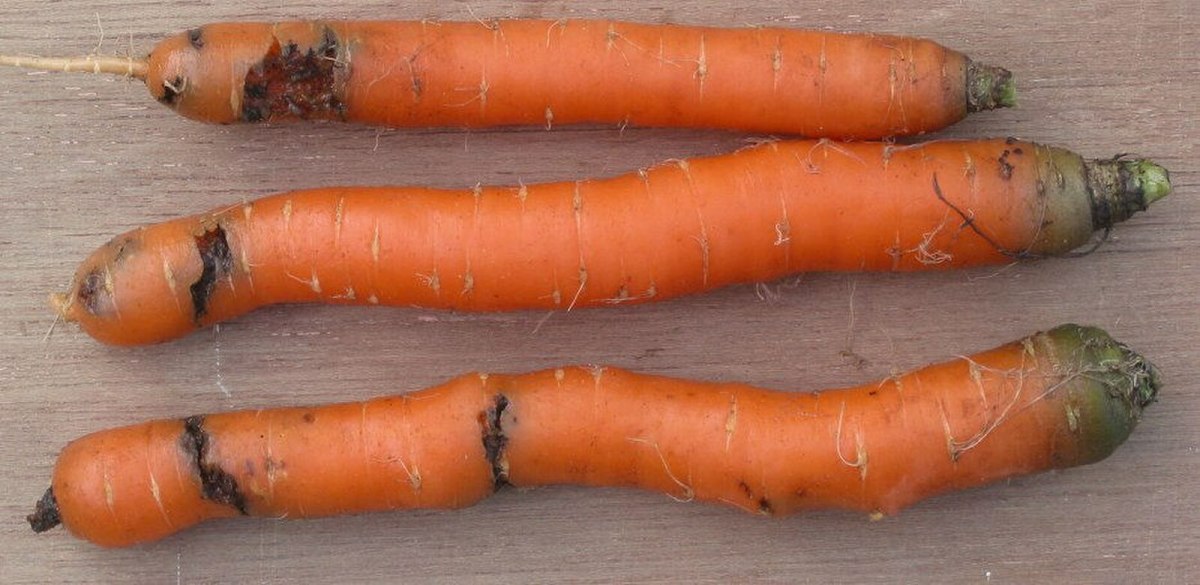 5 Pet-Friendly, Organic Ways to Deter Carrot Fly