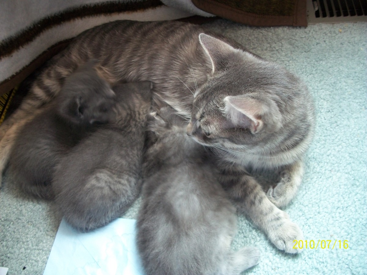 Those Kittens -- A Photo Gallery of a Mama Cat With Her Kittens - HubPages