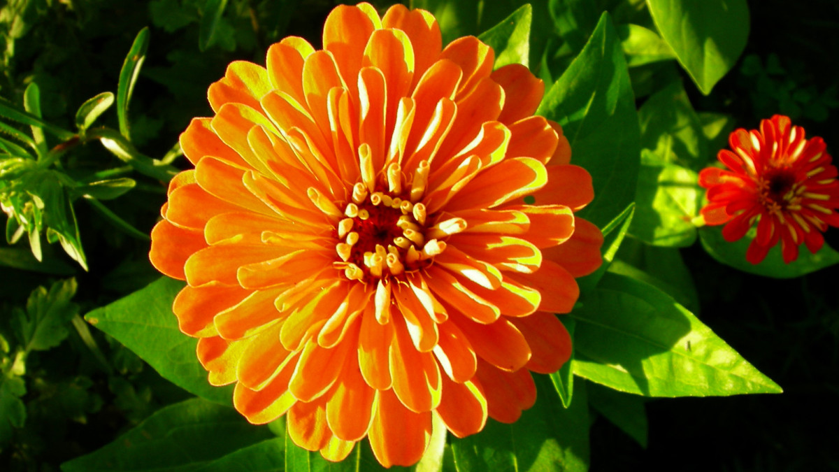 Vibrant Orange Flower Varieties: Names, Types, and Pictures