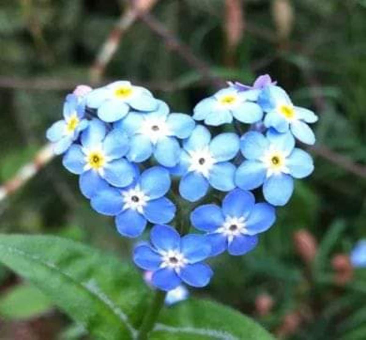 May You...Forget-Me-Not