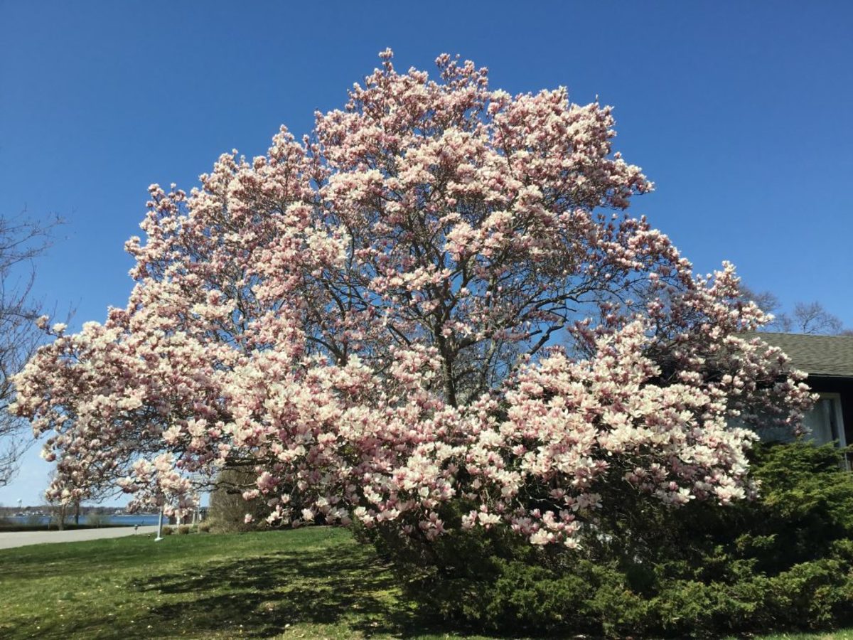 Magnolia Trees: History, Description, and Varieties