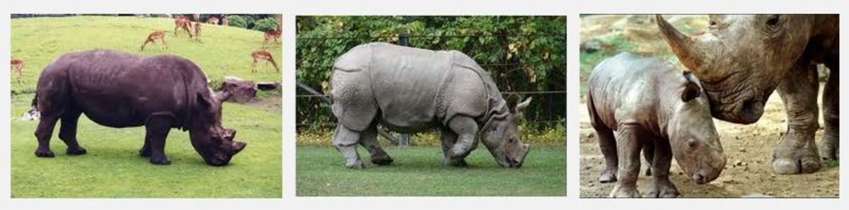 Javan Rhinoceros - A Critically Endangered Species
