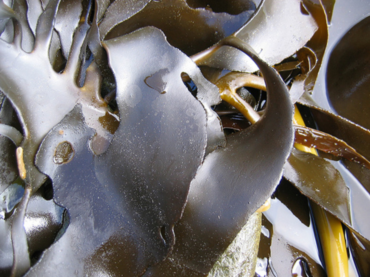 Going to the Beach? Innovative Seaweed Projects and Uses - HubPages