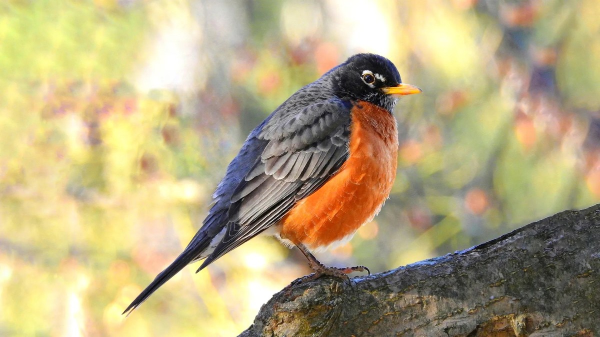 8 Birds That Look Like Robins