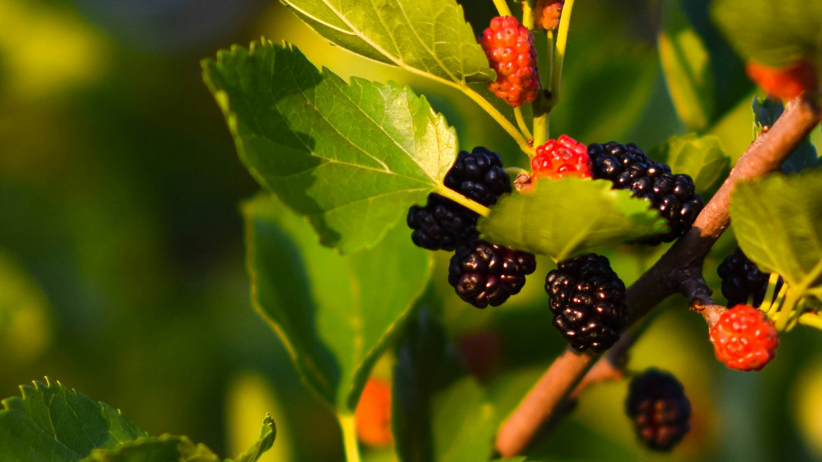 Growing and Caring for Mulberry Trees