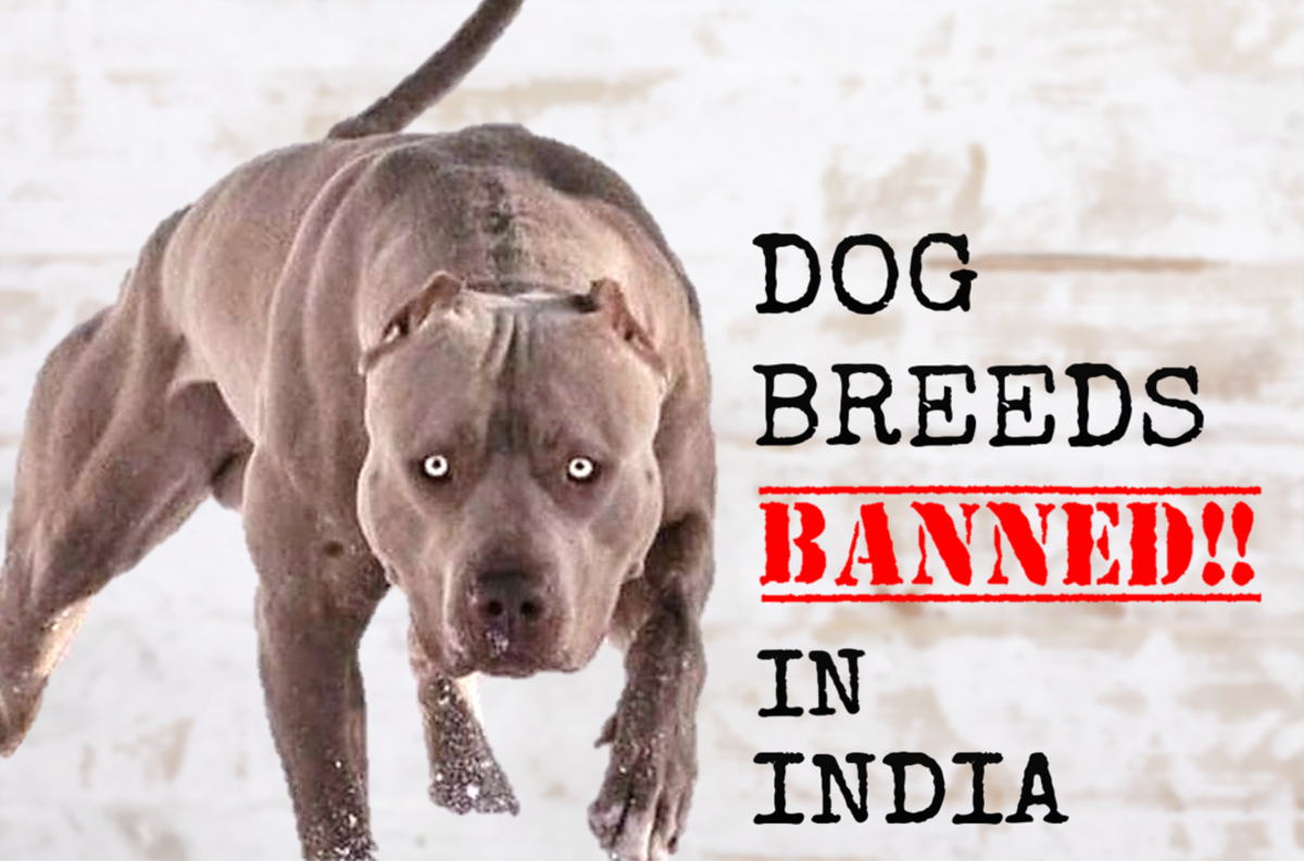 23 Dog Breeds Banned In India, In Year 2024