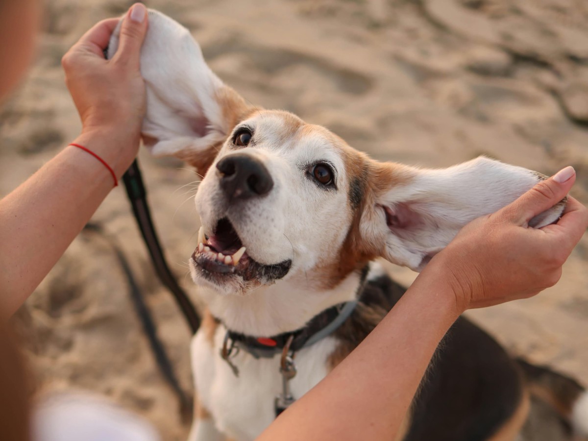 Dog Ear Mites vs. Ear Wax and Healthy Maintenance