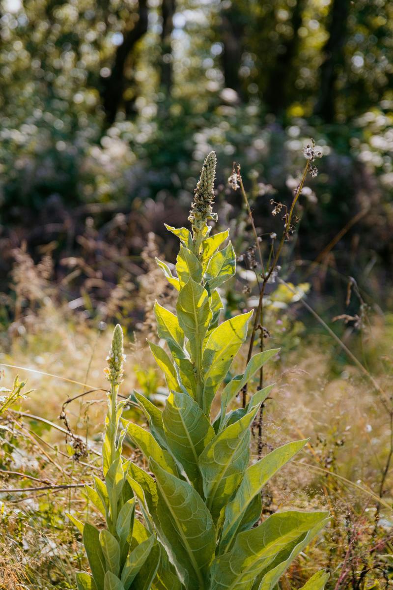 What Is The Benefit of Taking Mullein?