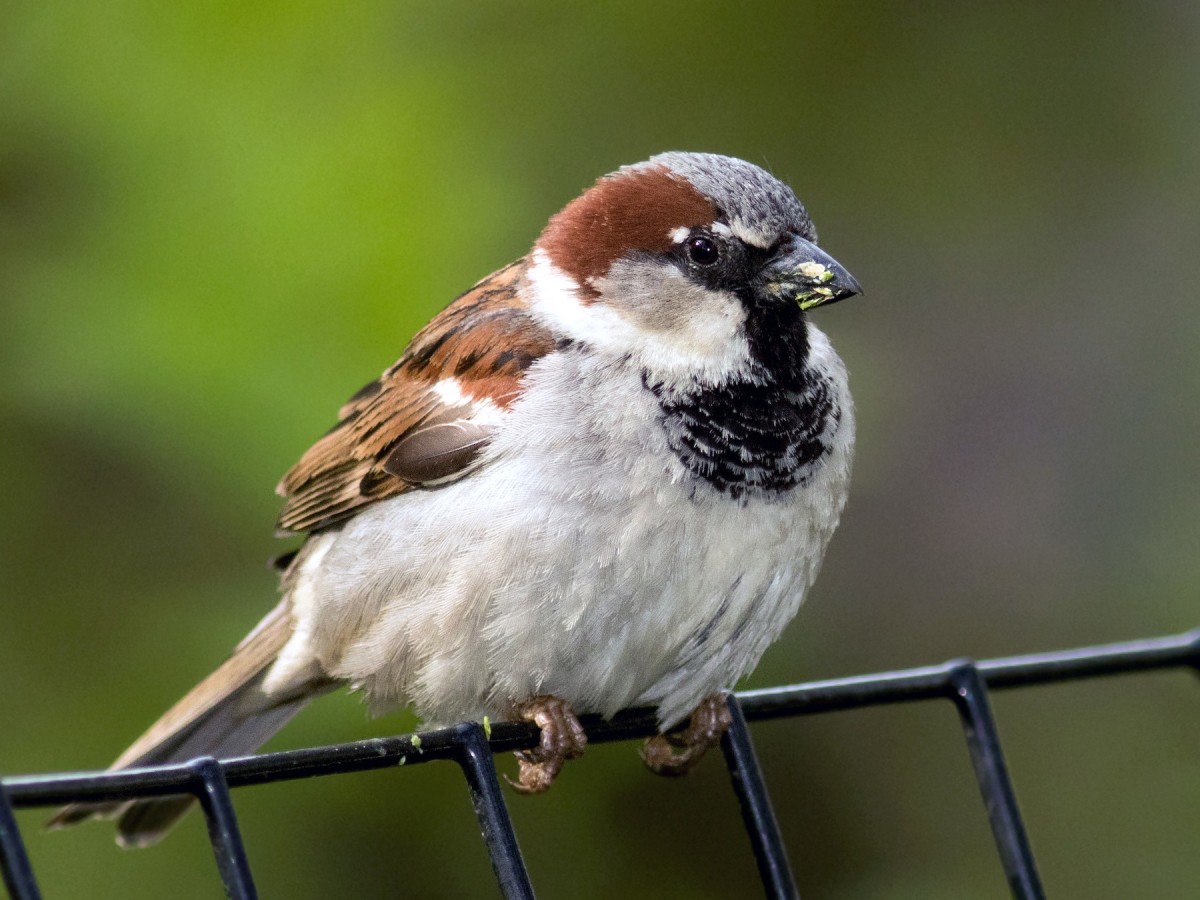 10 Birds That Look Like Sparrows