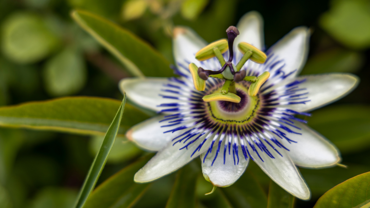 A Guide to Passion Flower: Its Power and Beauty in Witchcraft