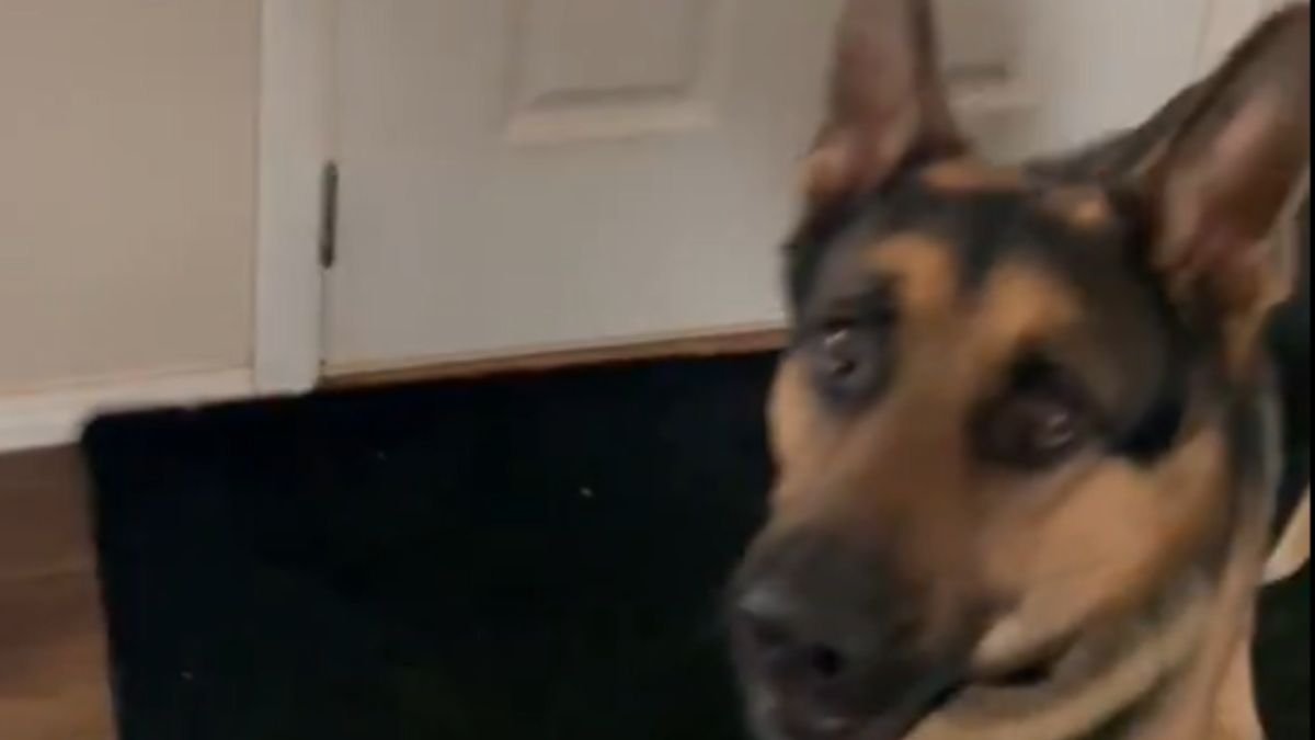 Help! My Dog Is Protective of My Husband—What to Do? PetHelpful