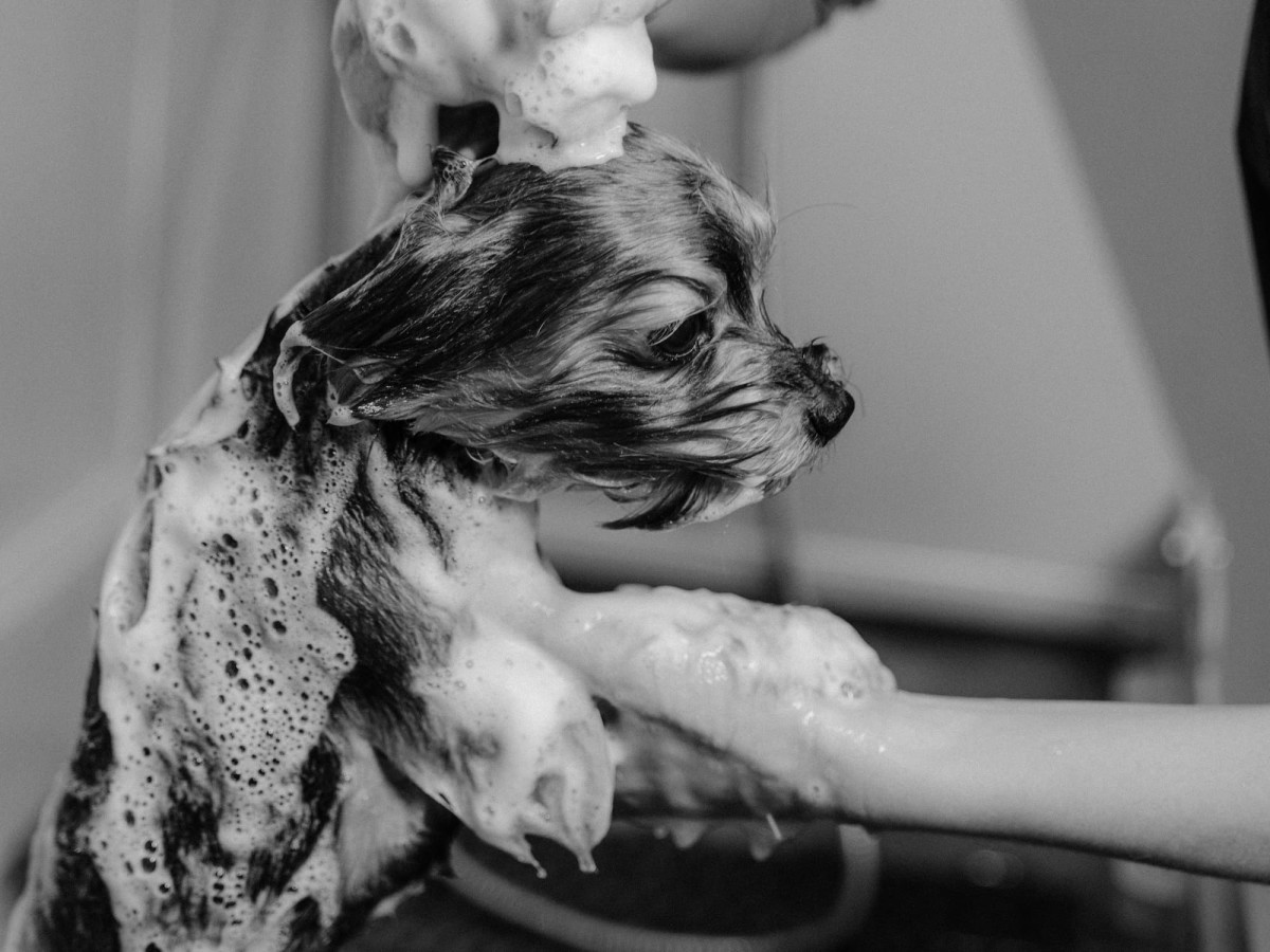 Can You Use Human Shampoo on Dogs? Risks and Alternatives