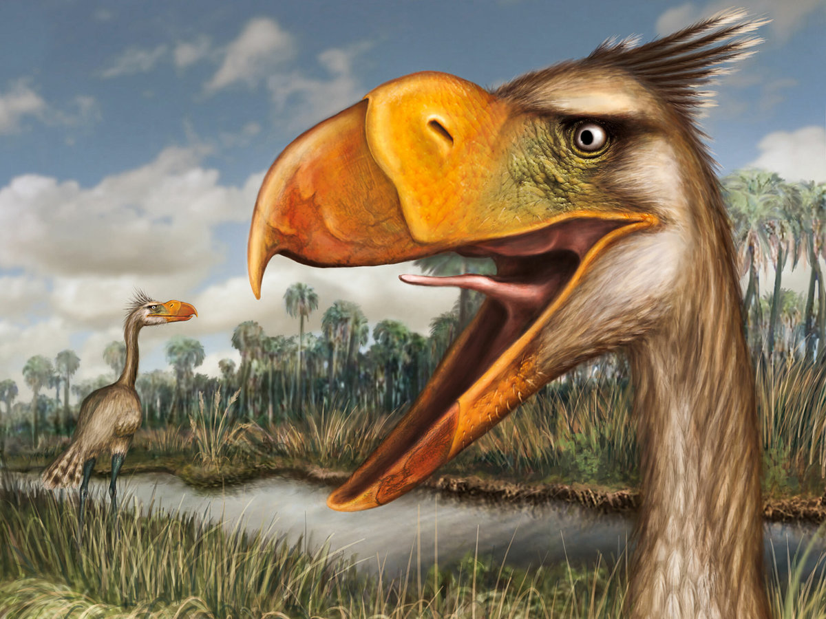 Terror Birds: Apex Predators of the Cenozoic