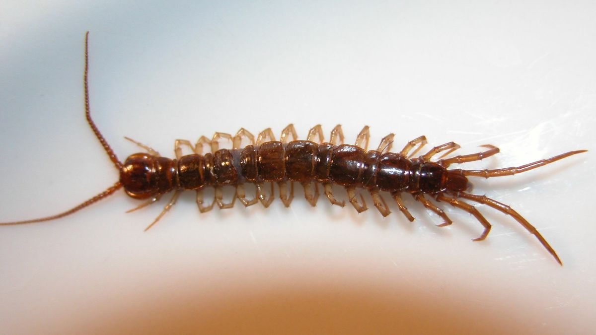 Types of Hawaiian Centipedes & How to Get Rid of the Big Ones Dengarden