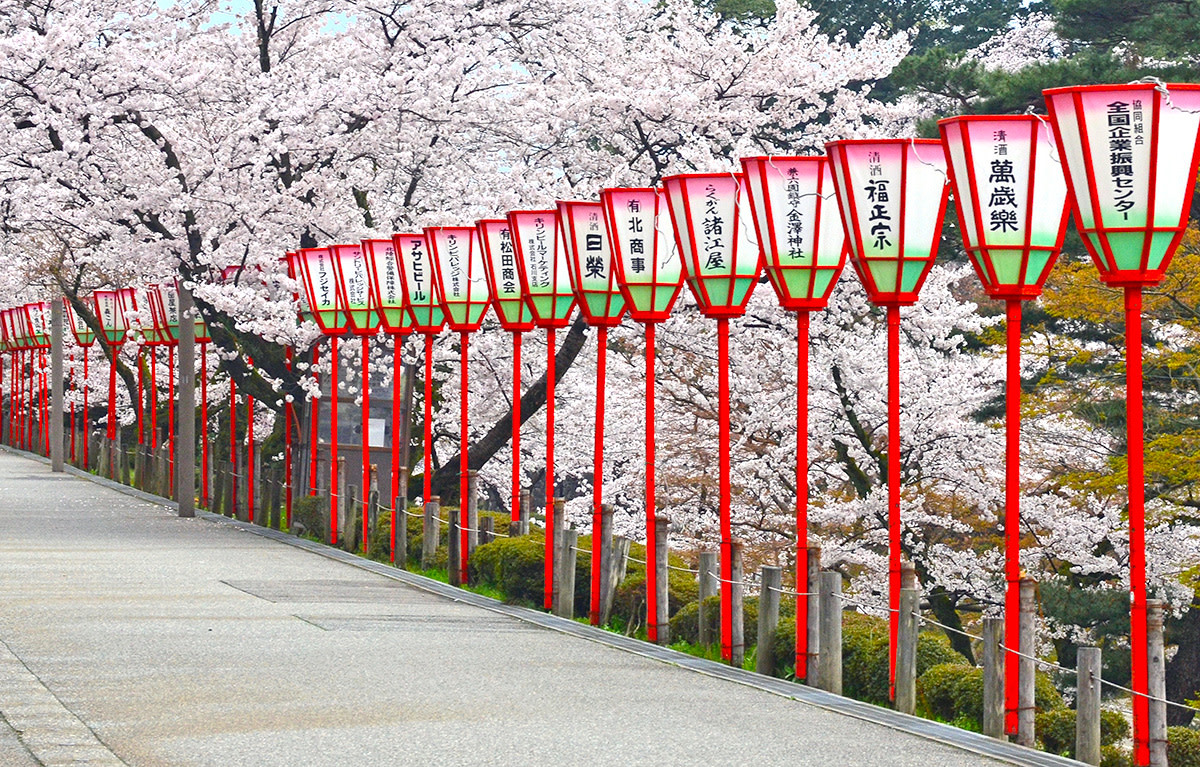 8 Tips for Enjoying the Sakura Season in Japan