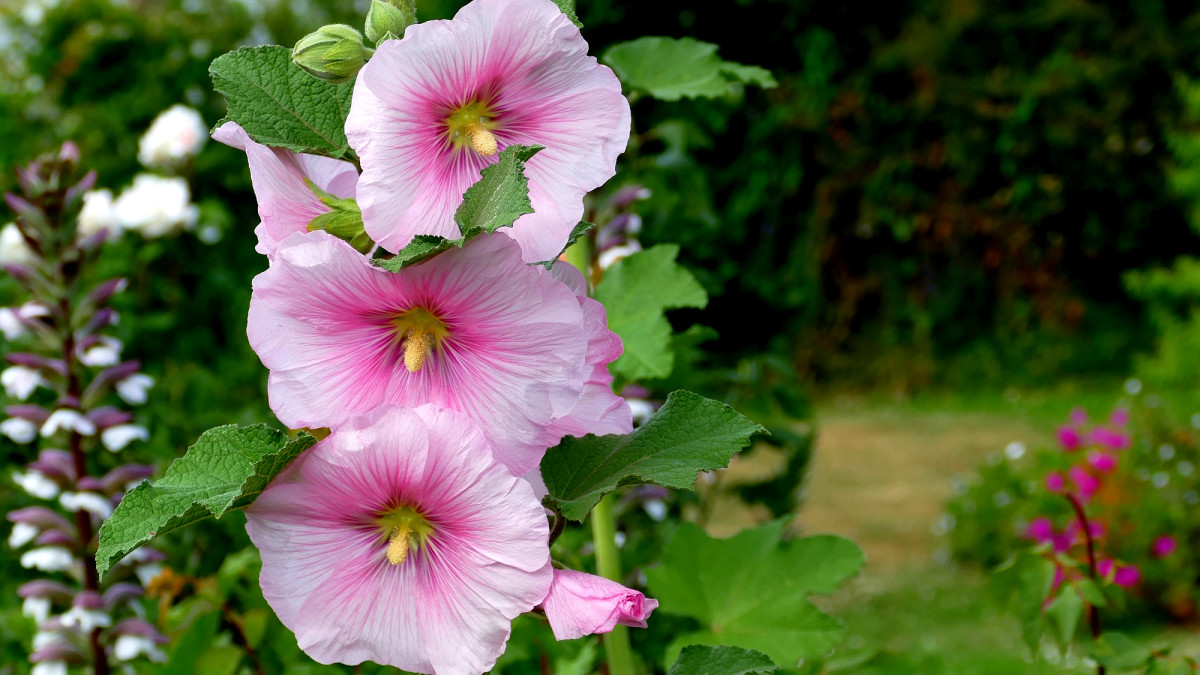 How to Harvest and Save Hollyhock Seeds in 3 Easy Steps