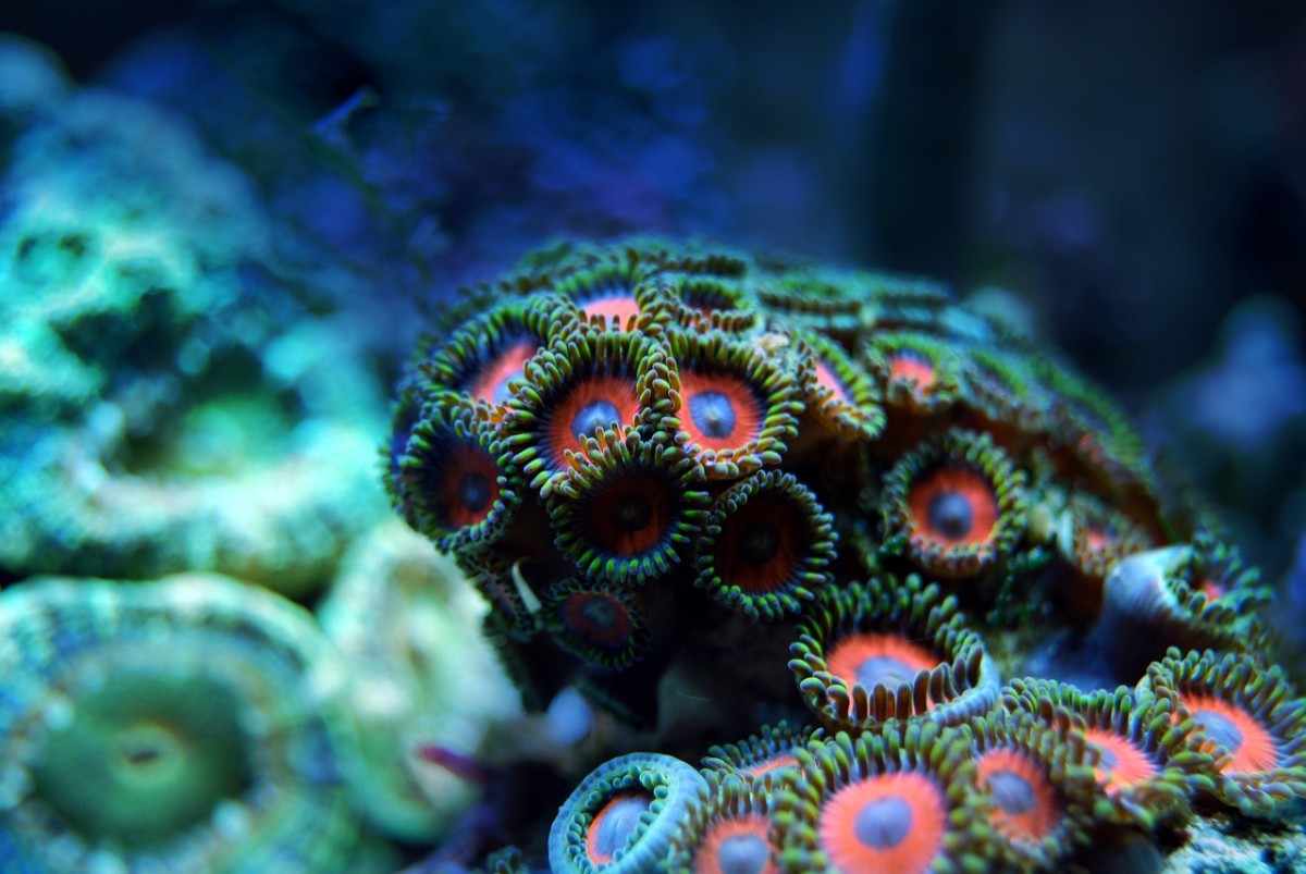 Building Reefs and Eating Jellyfish: The Strange Life of Coral
