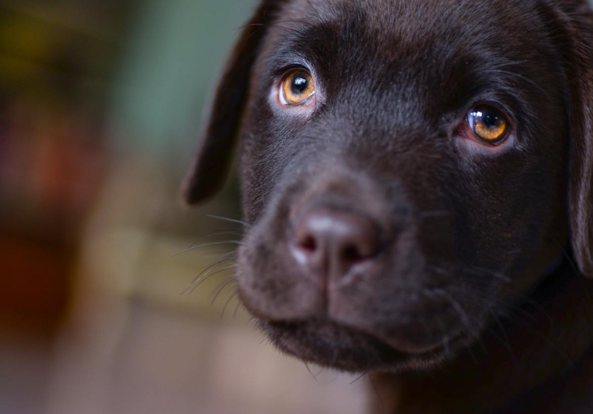 Most Popular Family Dog Remains The Labrador Retriever