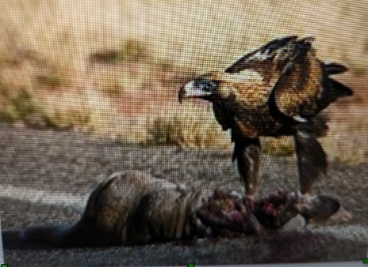 Facts and Photos of Australia’s Largest Bird of Prey–the Wedge-Tailed Eagle
