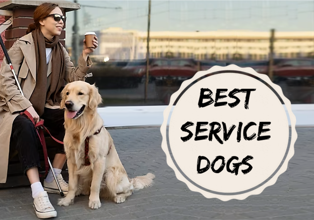 11 Best Service Dogs To Assist People With Physical Disabilities